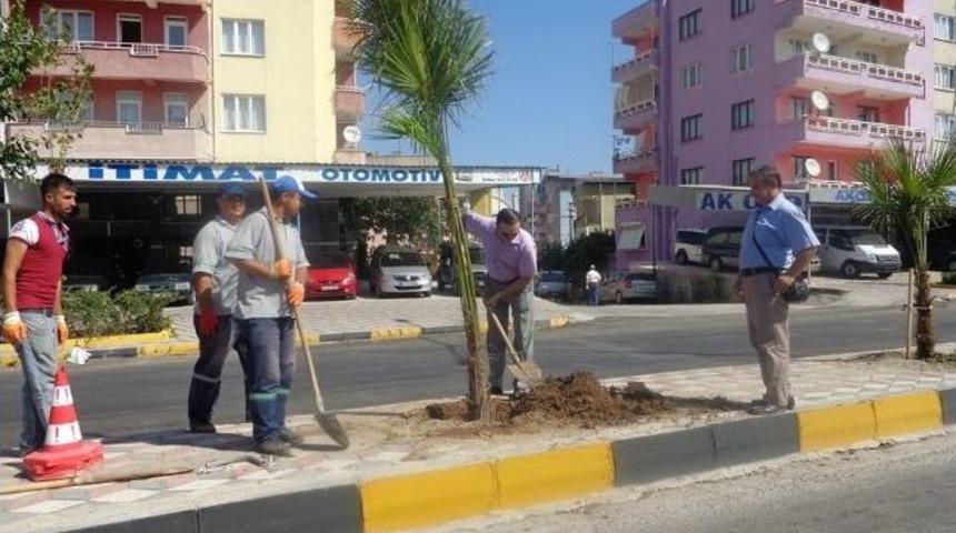 Soma'da Kuruyan Palmiyeler Yeniden Dikildi