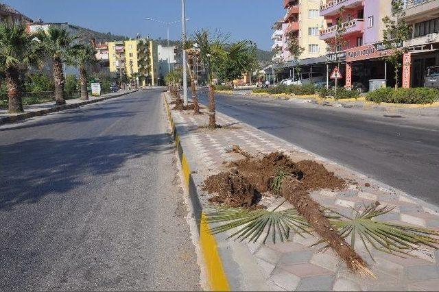 Soma'da Kuruyan Palmiyeler Yeniden Dikildi