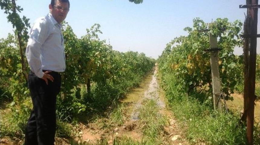 Alaşehir'deki Dolu Zararına İnceleme