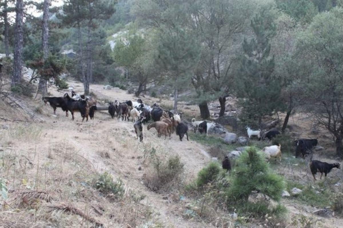 (&ouml;zel Haber) Uludağ'da Kurt K&acirc;busu