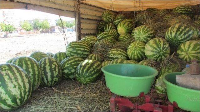 Yerli Karpuzun Çıkmasıyla Karpuz Fiyatları Düştü