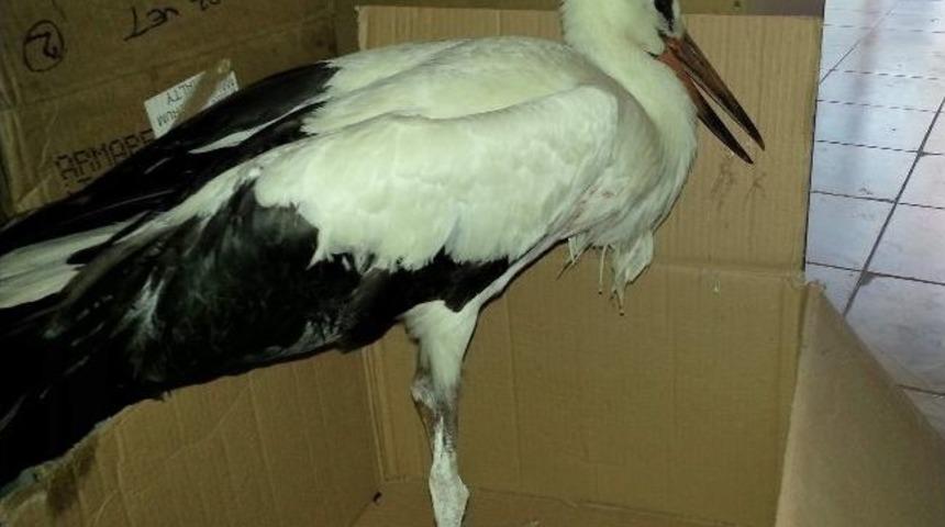 Yaralı Leylek Tedavi Edilerek Doğa Bırakıldı