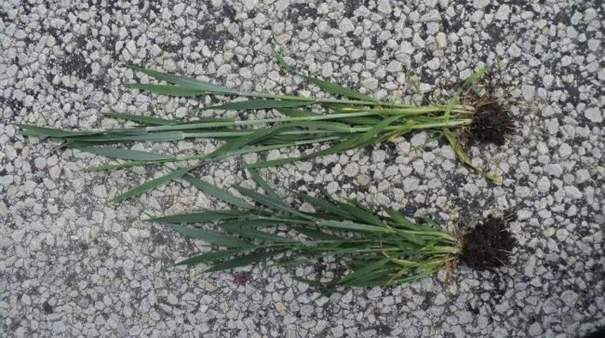 Sırta Ekim Tekniği Y&uuml;zleri G&uuml;ld&uuml;rd&uuml;