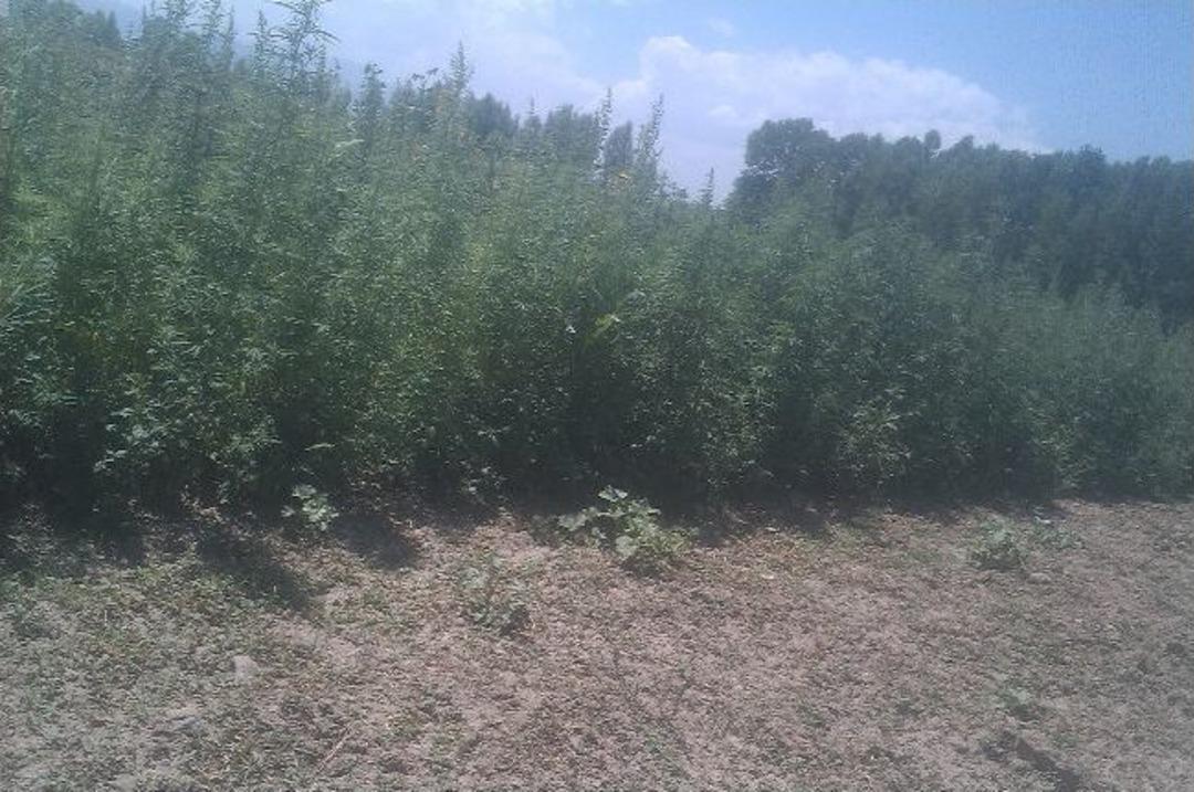 Jandarma&rsquo;dan Hint Kenevir Operasyonu