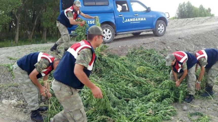 Erzurum'da 20 Bin K&ouml;k Hint Keneviri Ele Ge&ccedil;irildi