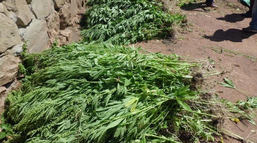 Bah&ccedil;esinde Hint Keneviri Yetiştiren Şahıs G&ouml;zaltına Alındı