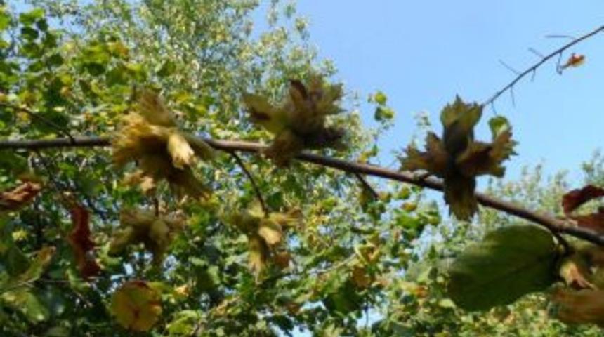 Alaplı'da fındık 5,70 TL alınıyor