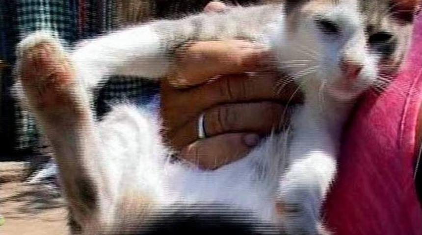 Rengi dişi kendisi erkek kedi