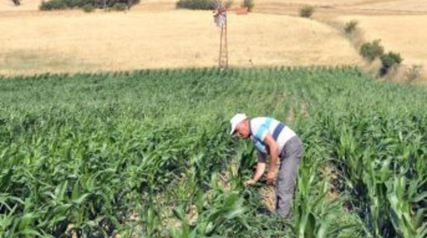 Balıkesir'de 761 &Uuml;reticiye 3 Milyon Liralık Hibe Desteği Yapılacak