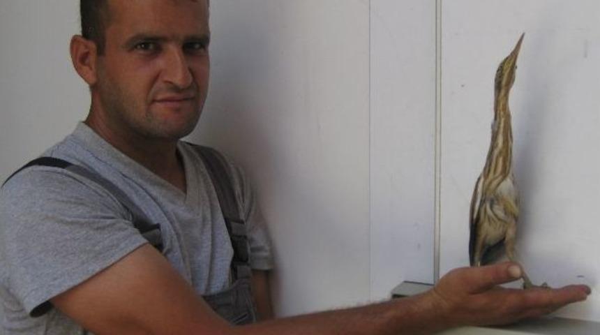 U&ccedil;amayan Yavru Balık&ccedil;ıl'ı İl&ccedil;e Tarım&rsquo;a Teslim Ettiler