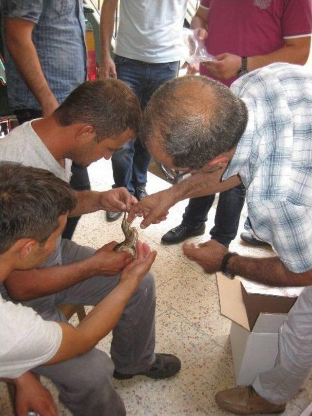 U&ccedil;amayan Yavru Balık&ccedil;ıl ı İl&ccedil;e Tarım&rsquo;a Teslim Ettiler 1