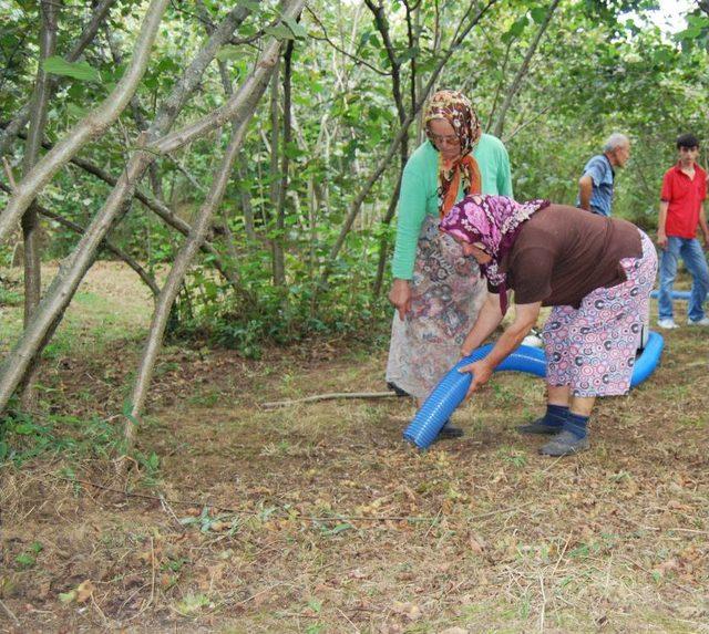 Fındığın En B&uuml;y&uuml;k Gider Makineleşme Ile Azaltılacak 1