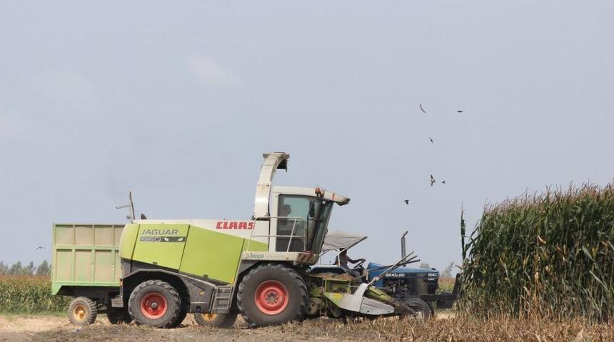 &Ccedil;ukurova&rsquo;da Mısır Hasadı Başladı