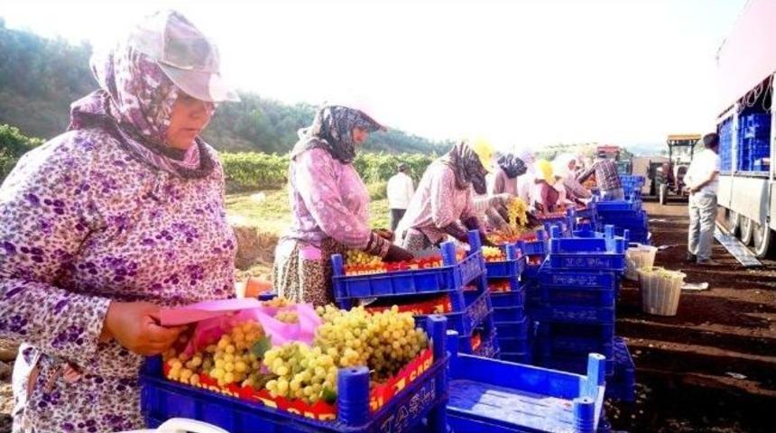 &Uuml;z&uuml;m&uuml;n Başkenti Sarıg&ouml;l&rsquo;de Hasat Başladı