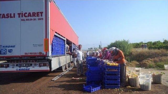 Üzümün Başkenti Sarıgöl’de Hasat Başladı 1