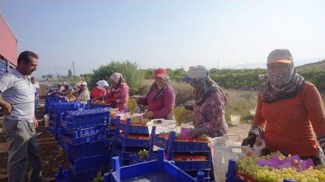 Üzümün Başkenti Sarıgöl’de Hasat Başladı 2