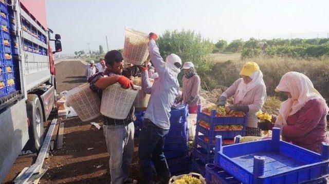 Üzümün Başkenti Sarıgöl’de Hasat Başladı 3
