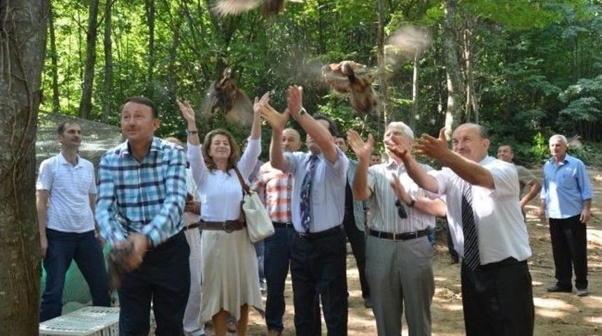 Kartepe'de 500 S&uuml;l&uuml;n Doğaya Salındı
