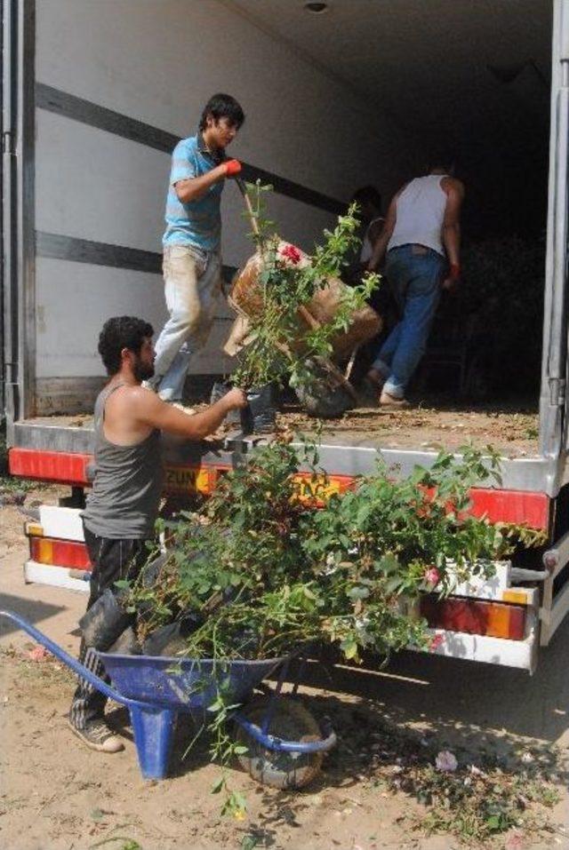 Ödemiş’in Gülleri Türkmenistan I Süsleyecek