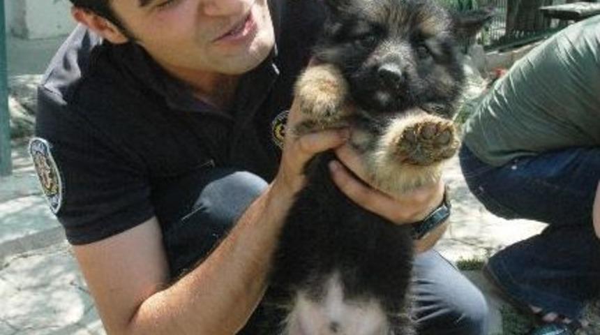 İşte geleceğin kahraman k&ouml;pekleri