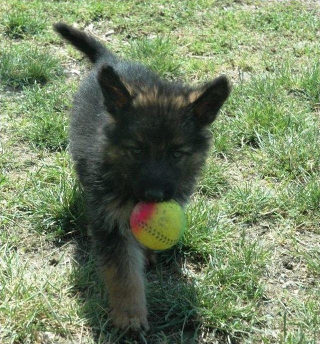 İşte geleceğin kahraman köpekleri