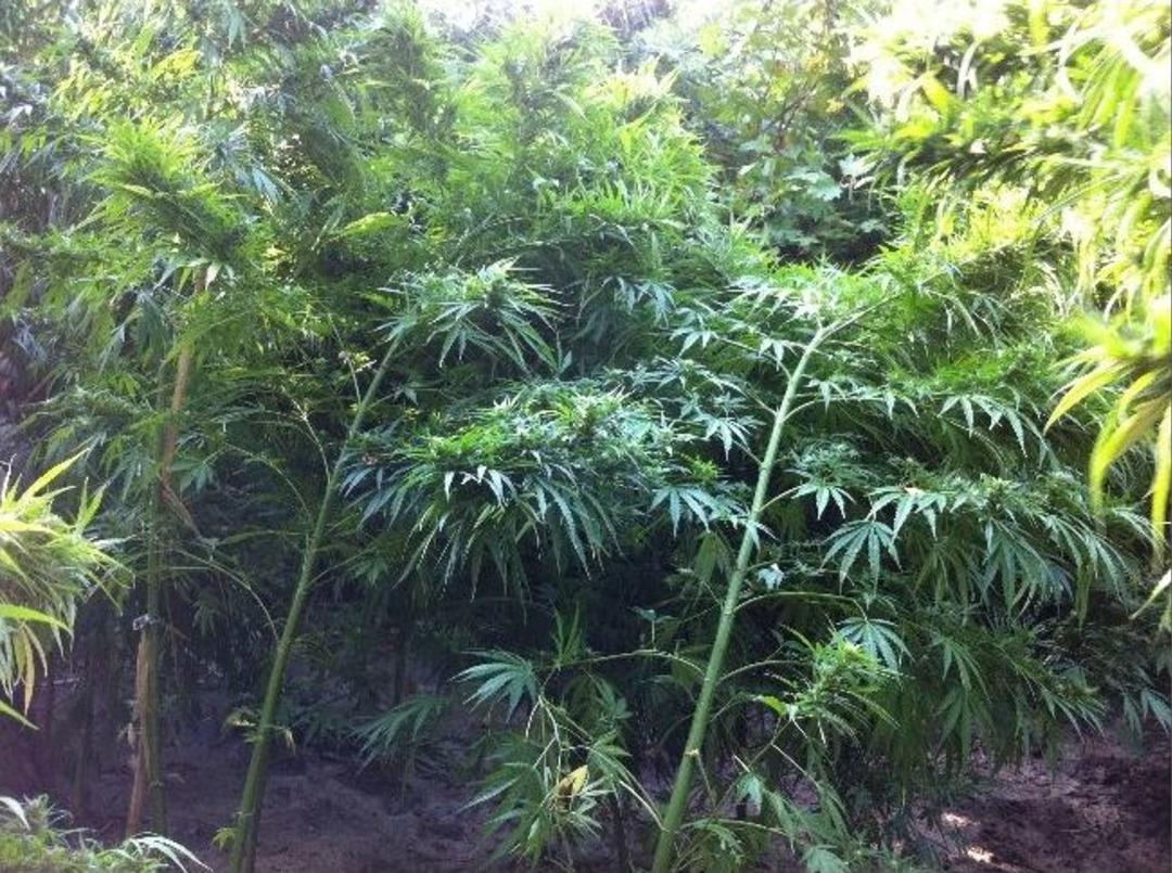 Jandarmadan Kenevir Operasyonu