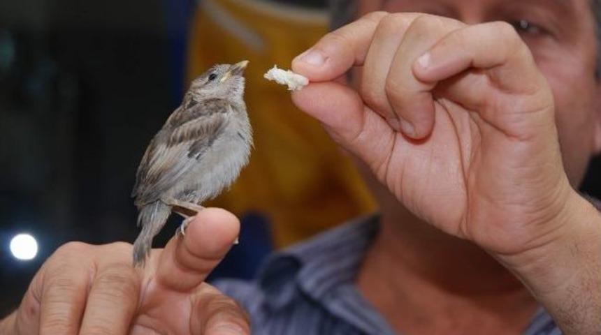 Yuvasından D&uuml;şen Ser&ccedil;e Yavrusuna Esnaf Bakıyor