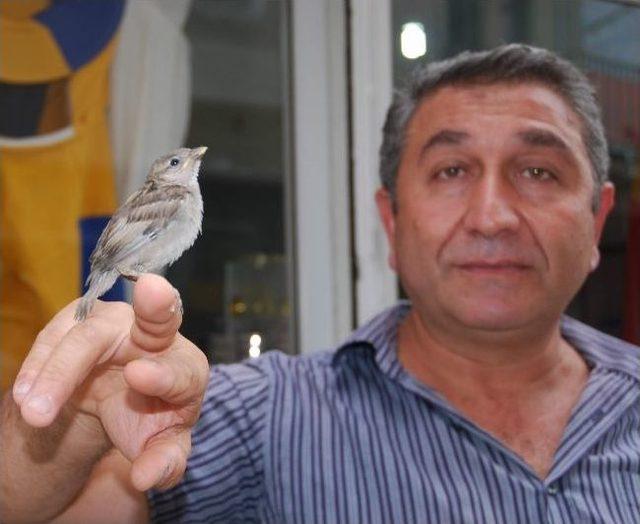 Yuvasından D&uuml;şen Ser&ccedil;e Yavrusuna Esnaf Bakıyor 1
