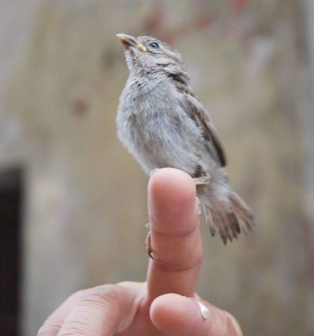 Yuvasından D&uuml;şen Ser&ccedil;e Yavrusuna Esnaf Bakıyor 2