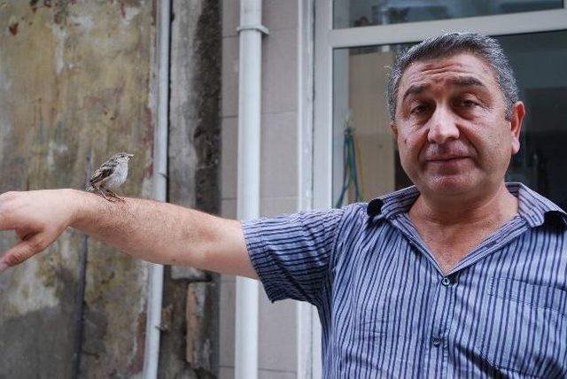 Yuvasından D&uuml;şen Ser&ccedil;e Yavrusuna Esnaf Bakıyor 3