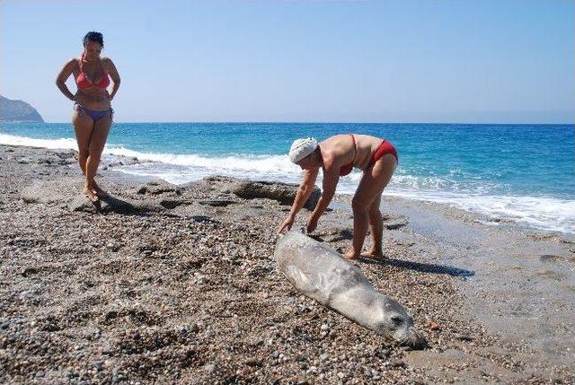 Sahile Vuran Ölü Fok Çevrecileri Üzdü