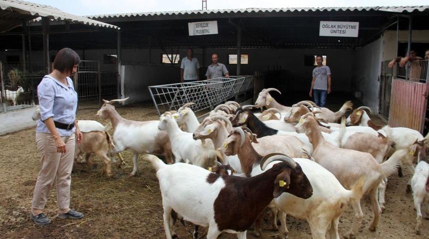 Yetiştiriciler Ke&ccedil;ileri Artık &lsquo;&ouml;c&uuml;&rsquo; Olarak G&ouml;rm&uuml;yor
