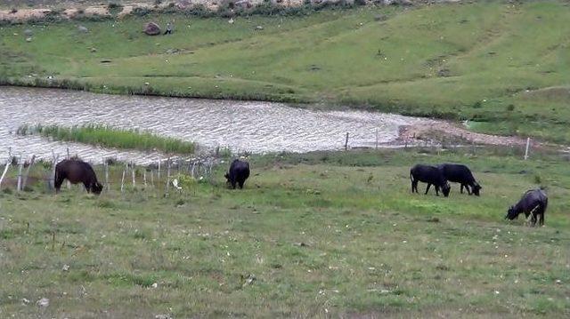 Manda Sayısını Artırmak İçin İtalya’dan Manda Spermi Getirildi