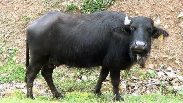 Manda Sayısını Artırmak İçin İtalya’dan Manda Spermi Getirildi