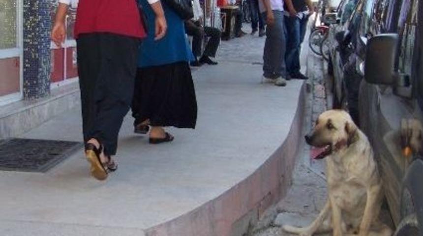 Mut&rsquo;ta Başıboş K&ouml;pekler Korku Sa&ccedil;ıyor