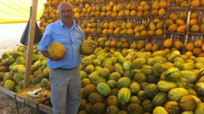 Ge&ccedil;en Yıl Tarlada Kalan Kavun, Karpuz Bu Yıl &Ccedil;ift&ccedil;inin Y&uuml;z&uuml;n&uuml; G&uuml;ld&uuml;rd&uuml;