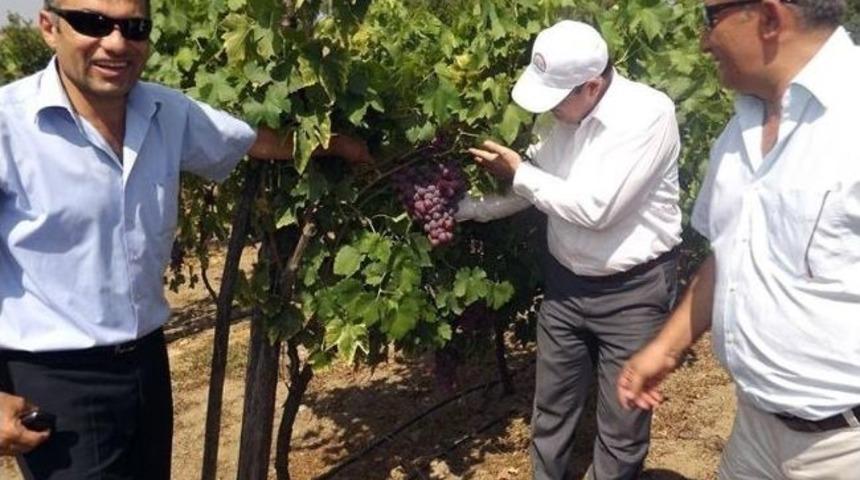 Yalova'da &Uuml;z&uuml;m Hasadı Başladı