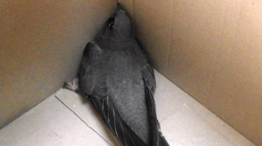 Kanadı Kırık Kuşa Zabıta Sahip &Ccedil;ıktı