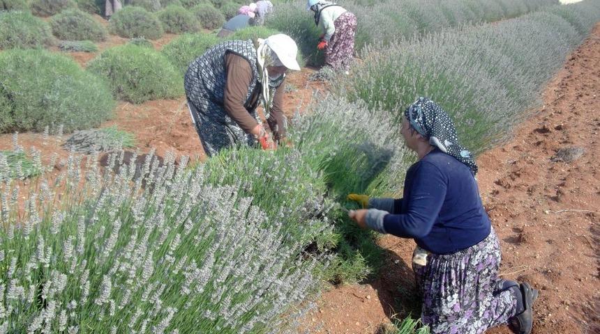 Lavantanın Merkezi Ke&ccedil;iborlu'da Hasat Başladı