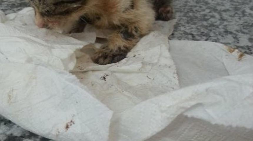 Zifte Bulanmış Yavru Kedi Hayata D&ouml;nd&uuml;r&uuml;ld&uuml;