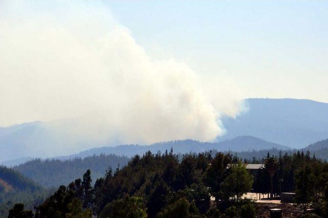 Suriye-Türkiye Sınırı Yakınında Orman Yangını