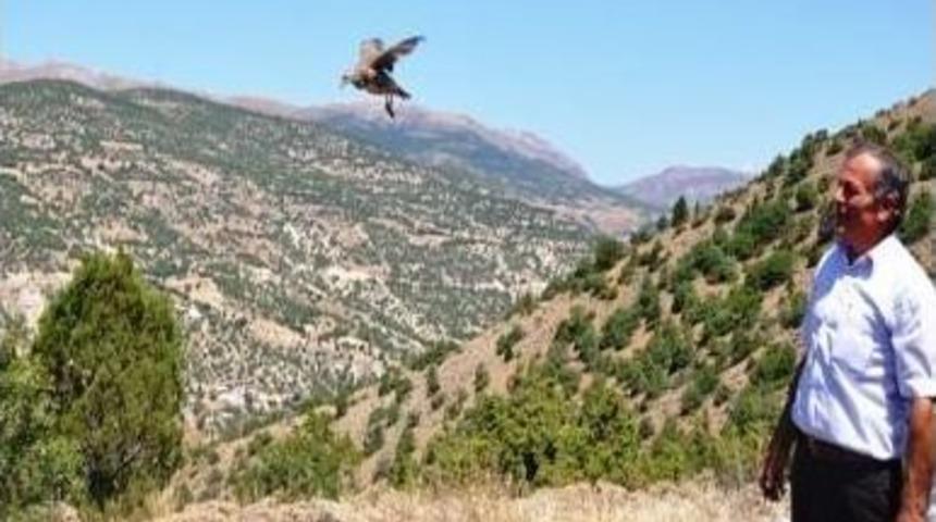 Giresun’da 500 Kınalı Keklik Doğaya Salındı.