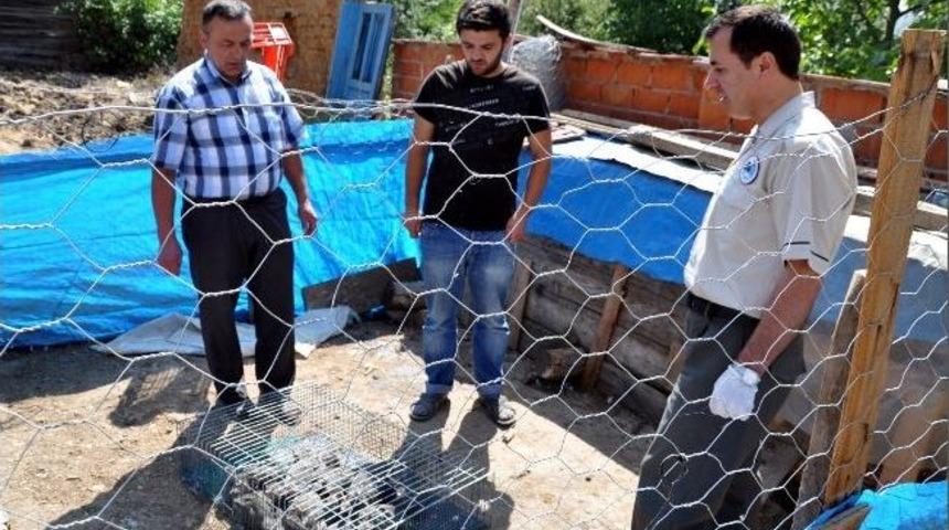 Kene İle M&uuml;cadele İ&ccedil;in Bilecik'te 100 Be&ccedil; Tavuk Doğaya Salındı