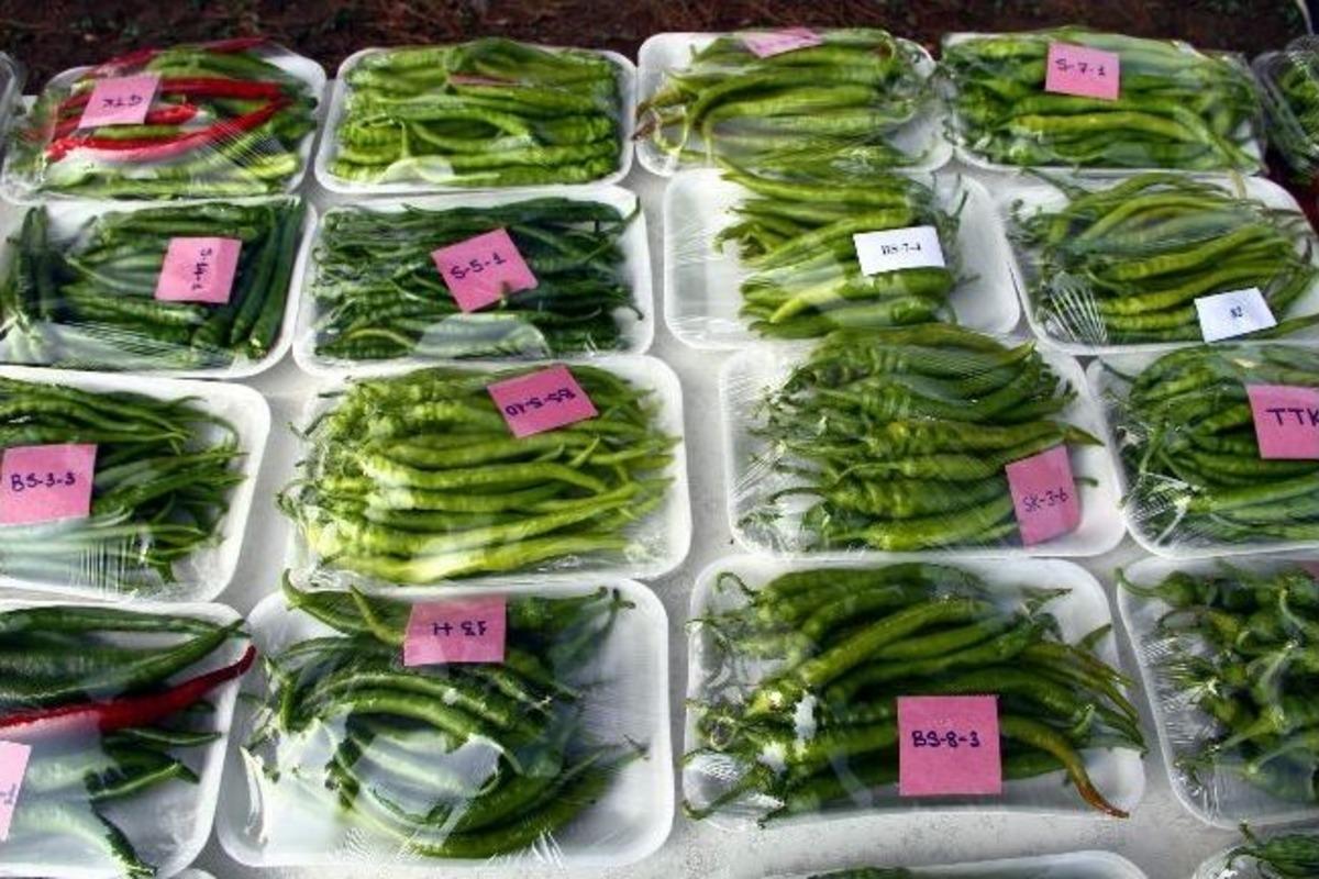 Yerli Hibrit Biberler G&ouml;r&uuml;c&uuml;ye &Ccedil;ıktı