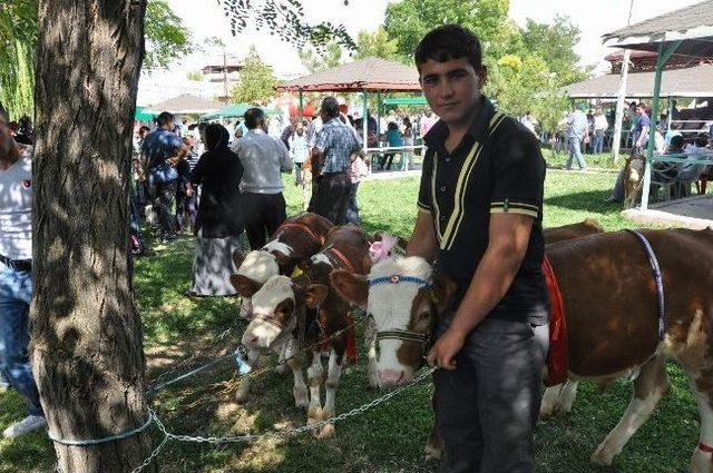 En Güzel Buzağı Yarışması Yapıldı