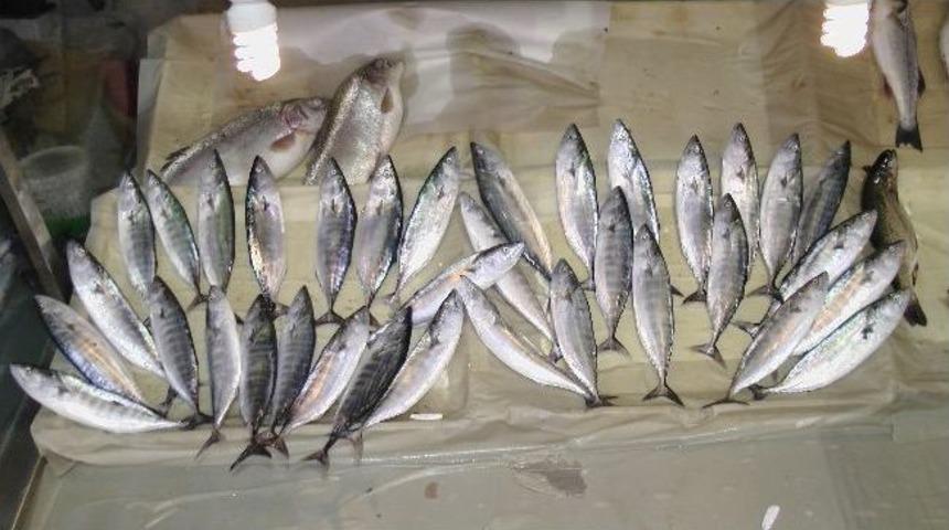 &Ccedil;ingene Palamudu Oltaya Geldi