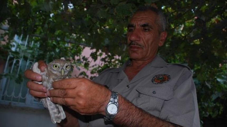 Duyarlı Gen&ccedil;, Yavru Baykuşu Yetkililere Teslim Etti