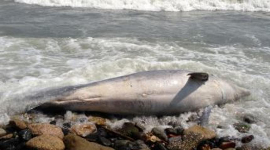Yunus Balığı Karaya Vurdu