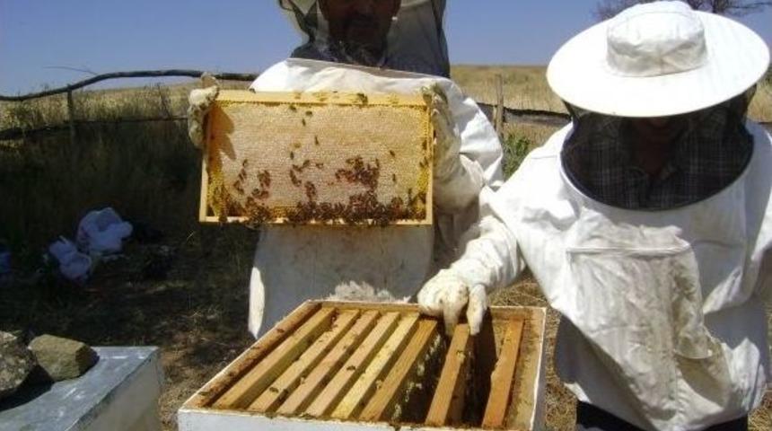 Kırıkkale'de Bal Hasadında D&uuml;ş&uuml;ş Beklenyor