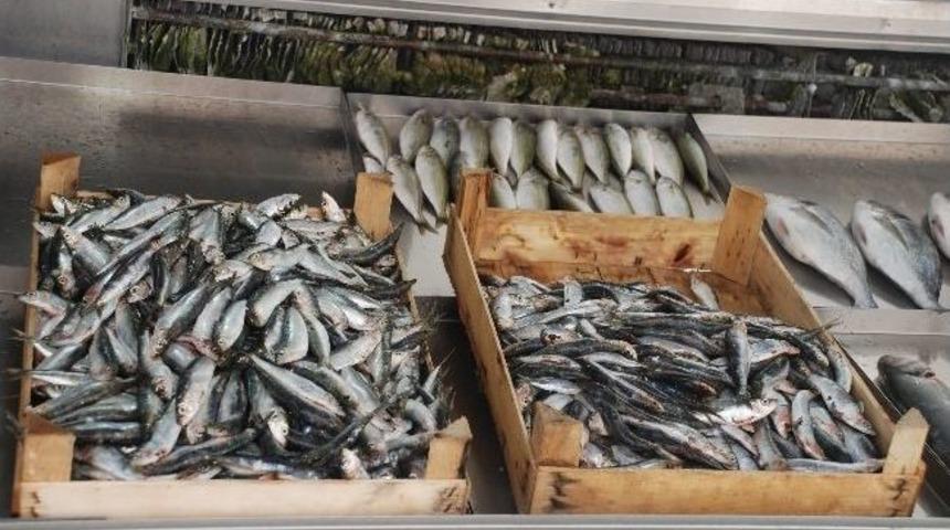 Balık Fiyatları El Yakıyor